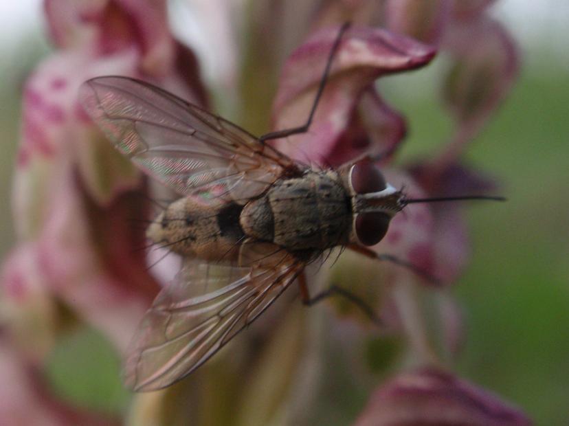 Prosena siberita (Tachinidae, Diptera) su A. coriophora